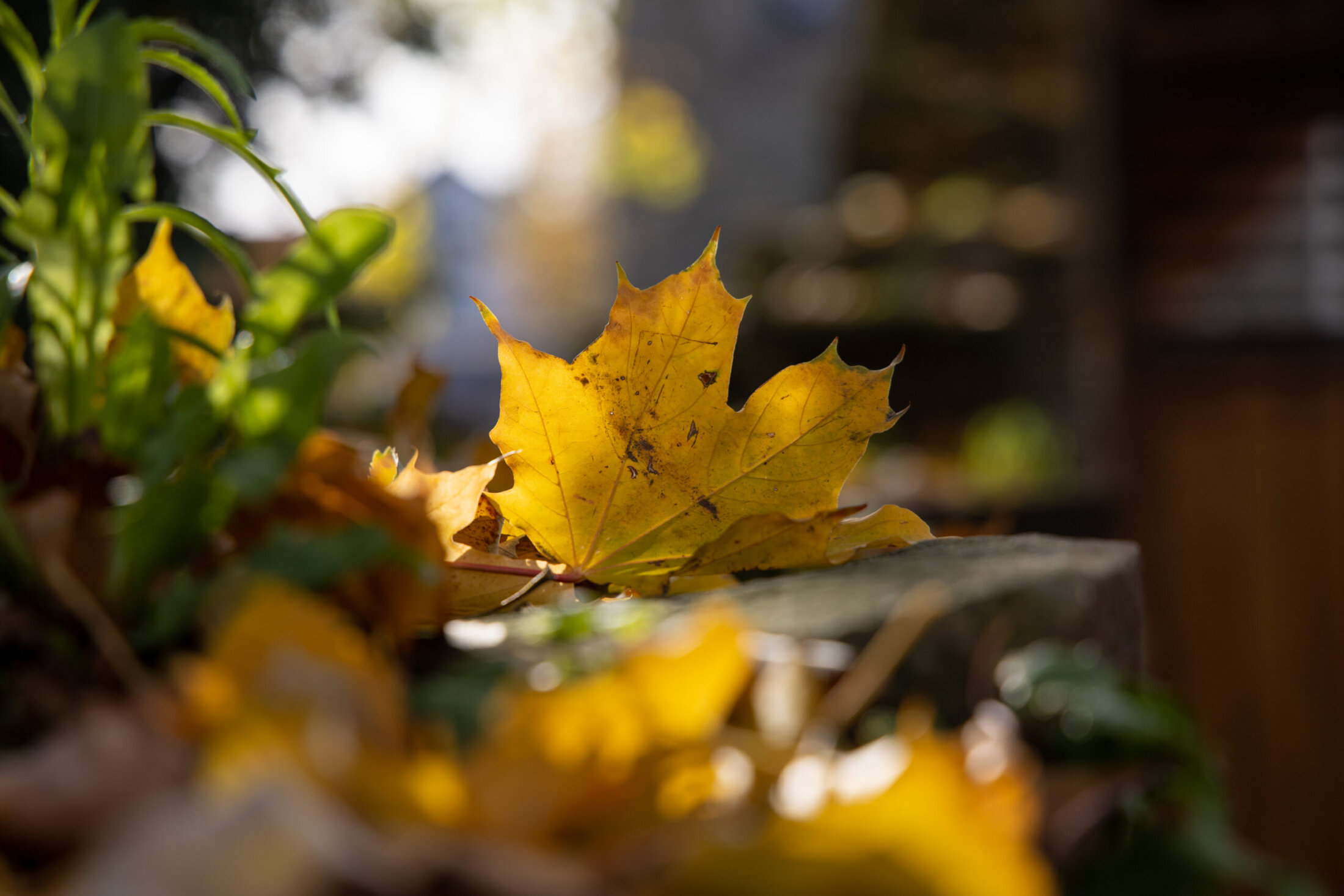 Goldene Jahreszeit